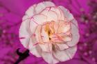 Pink And White Carnation On Magenta I