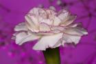 Pink And White Carnation On Purple I