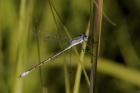 Dragonfly And Blades Of Grass