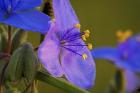 Blue And Purple Flower Blooms