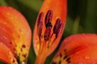 Red And Black Flower Stamen