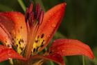 Red And Yellow Lily With Black Specks
