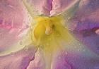 Purple Yellow And Cream Flower