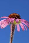 Pink And Red Flower On Blue