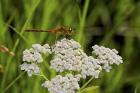 Orang Dragonfly On White Wild Flowers