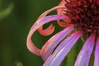 Hot Pink Flower Petals