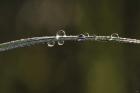 Morning Dew On Blade Of Grass