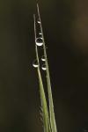 Morning Dew On Blades Of Grass