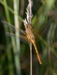 Yellow Dragonfly On White Bloom