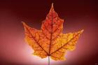 Red Fall Leaf On Red Background