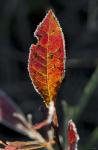 Red Fall Leaf Closeup