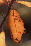 Orange Fall Leaf Hanging