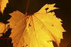 Yellow Fall Leaf Hanging