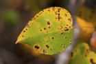 Green Leaf With Black Specks