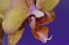 Dew On Pink Spotted Flower Closeup