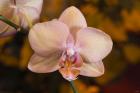 Pink Spotted Flower On Stem