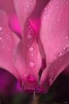 Dew On Magenta Cyclamen Flower