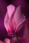 Pink Cyclamen Flower On Stem