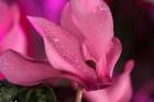 Pink Cyclamen Flower Blooming