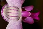 Purple And White Spotted Flower Closeup I