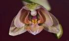 Pink And Yellow Spotted Flower With Dew I