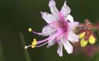 White And Magenta Flower On Green