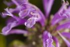 Purple Flower Petals Closeup