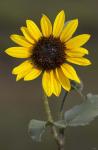 Sunflower On Stem