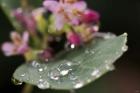 Raindrops On Leaf With Pink Buds