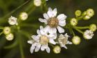 White Wildflowers And Flower Buds