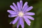 Purple Flower Petals And Dew Closeup I
