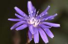 Purple Flower Petals And Dew Closeup III