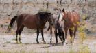 Three Horses Mingling