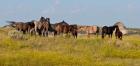 Horses In Yellow Field