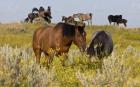 Horses Grazing In Yellow Field I