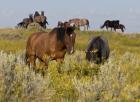 Horses Grazing In Yellow Field II