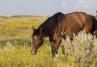 Horse Grazing In Yellow And White Field