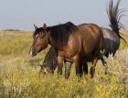 Horses Grazing In Yellow And White Field I