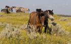 Horses Grazing In Yellow And White Field II