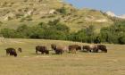 Bison Grazing