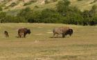 Bison And Baby Bison