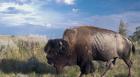 Bison Walking