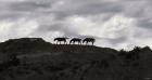 Horse Silhouettes Under Clouded Sky