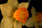 Orange And Yellow Flower Side View