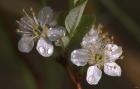 Silver Flowers And Raindrops