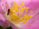 Bee On Pink And Yellow Flower