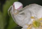 White Insect On White Flower