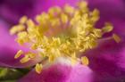 Magenta And Yellow Flower Closeup