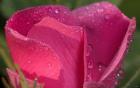 Pink Flower Petals And Dew Closeup