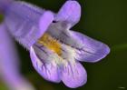 Purple And Yellow Flower On Green